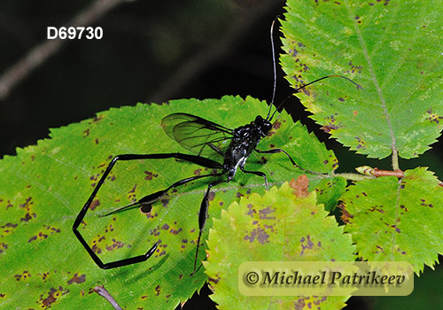 American Pelecinid Wasp (Pelecinus polyturator)